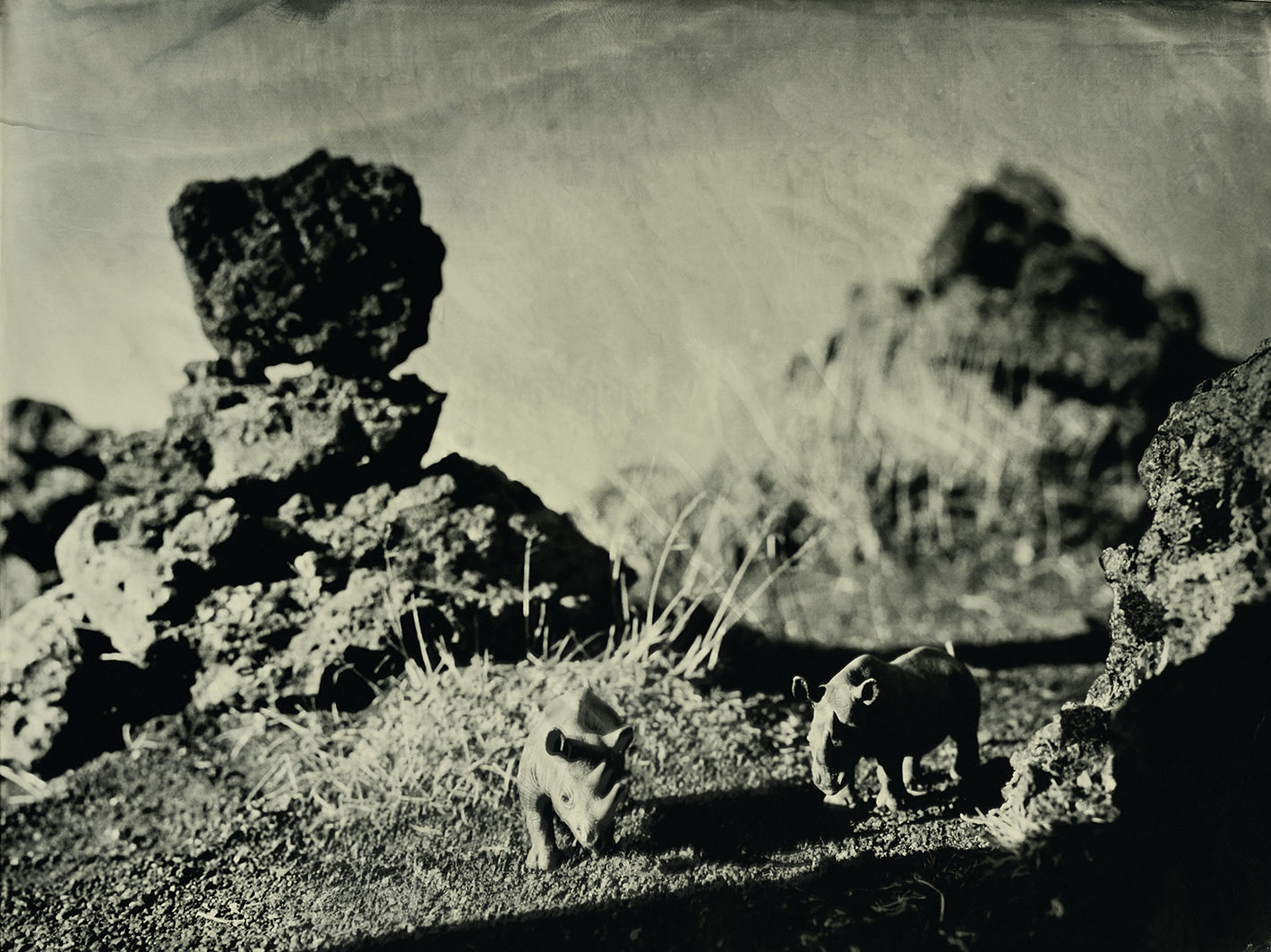 Rhinoceros Laufskalavarda Iceland